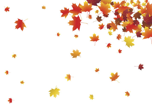 maple