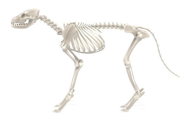 skeleton