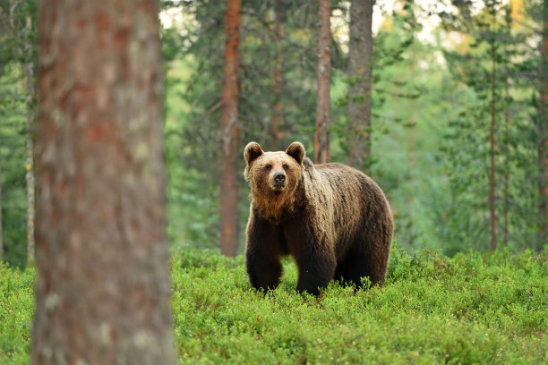 ursus
