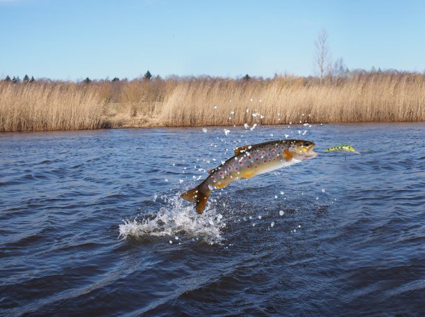 fish