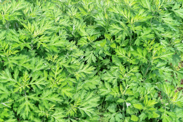 mugwort
