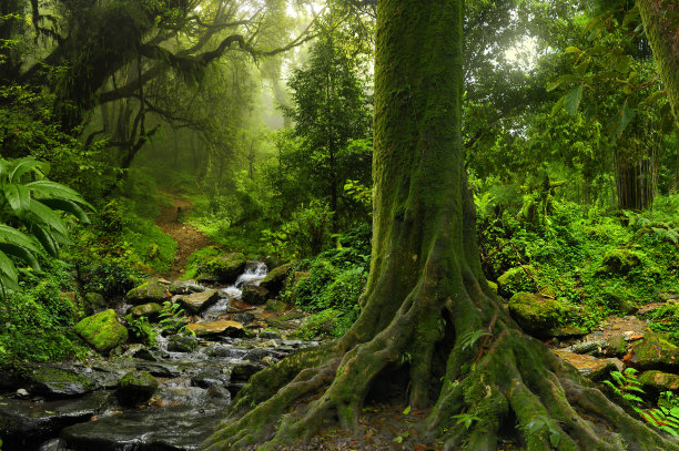 jungle