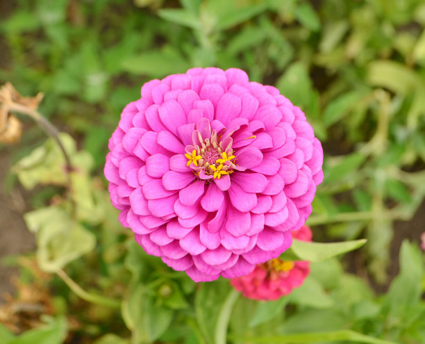 精美紫色绿色圆形花纹图案