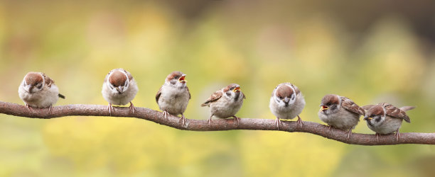 sparrow