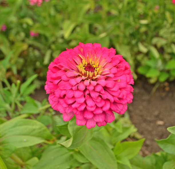 精美紫色绿色圆形花纹图案