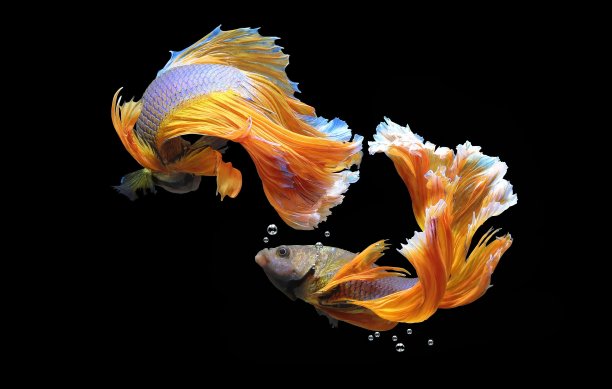 aquarium