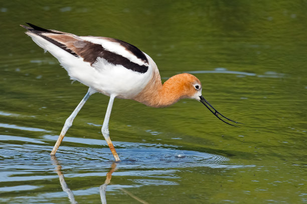 avocet