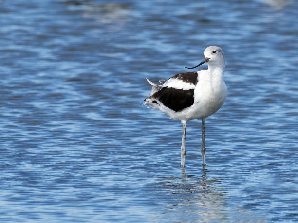 avocet