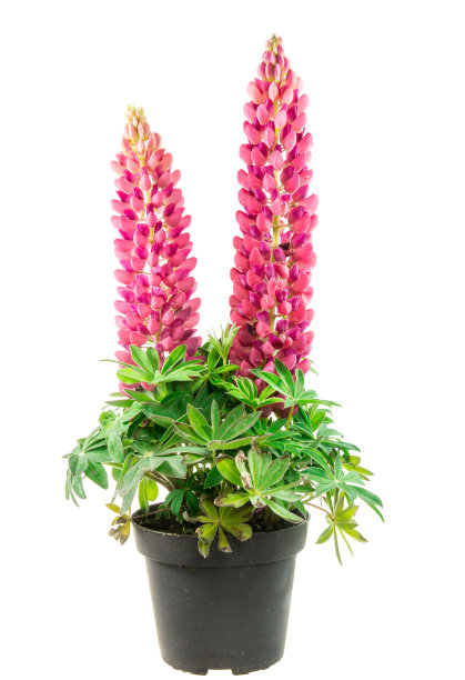 lupinus