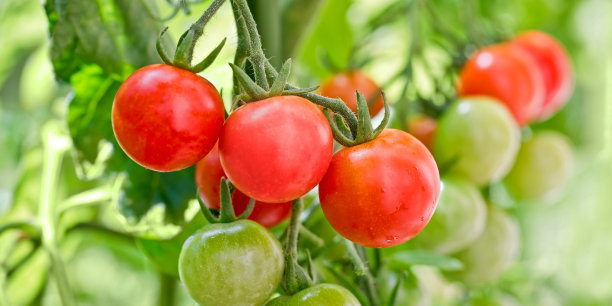 番茄小西红柿圣女果