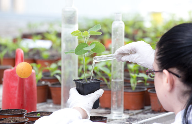 女科学家研究培养植物