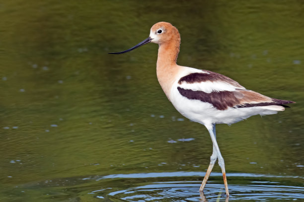 avocet