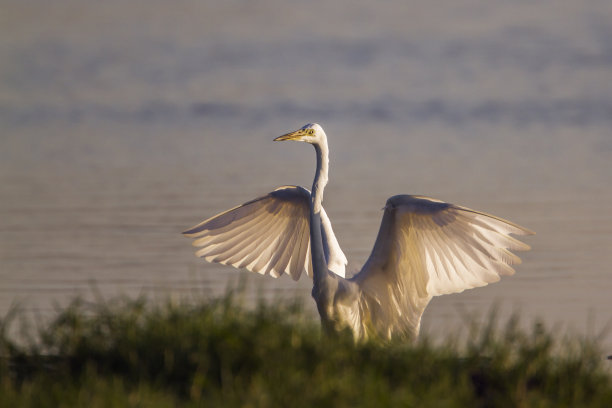 egretta