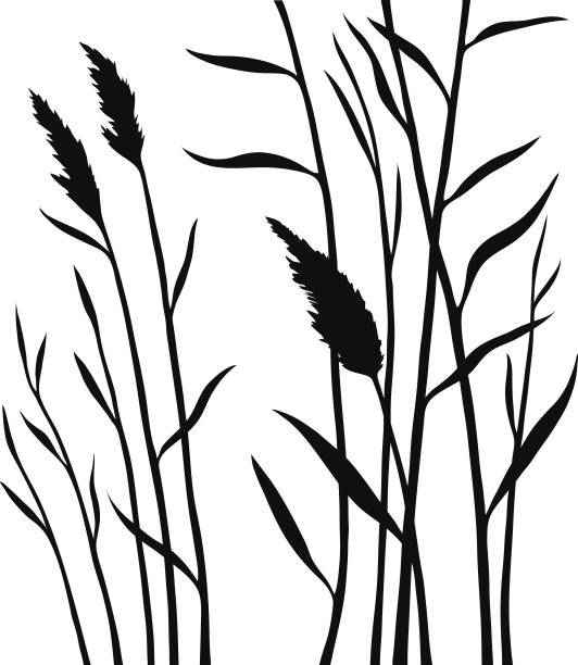 reed