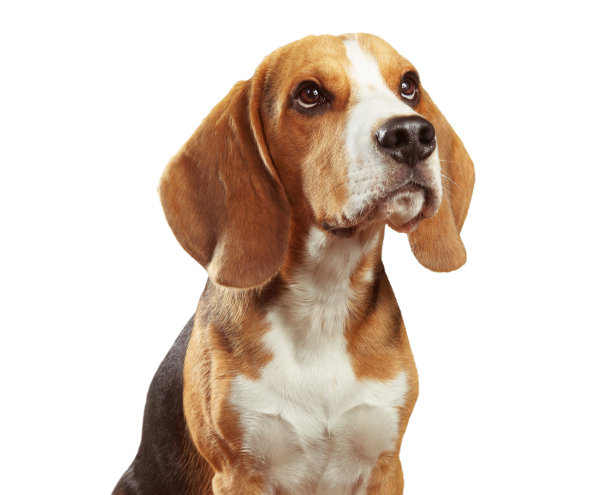 doggy