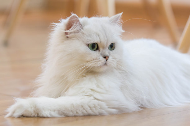 波斯猫