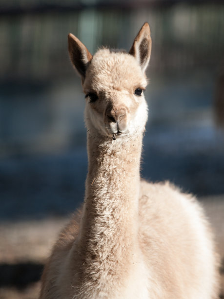 alpaca