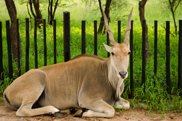 antelope