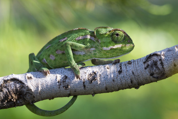 chamaeleon