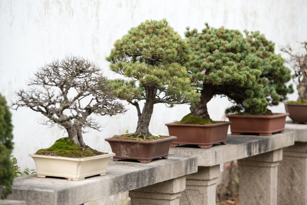 bonsai
