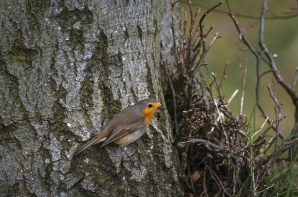 robin-chat
