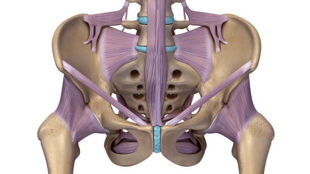 pelvis