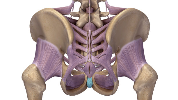 pelvis