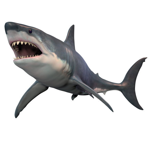 shark