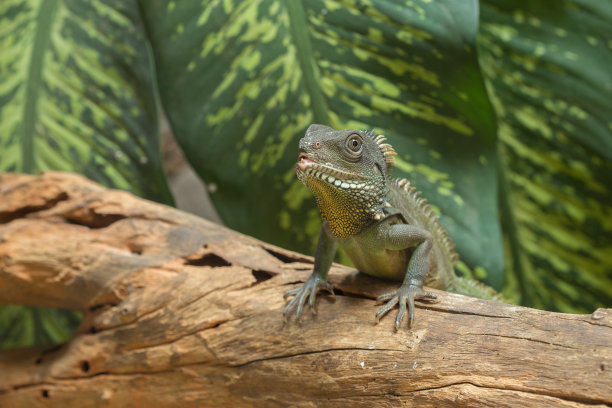 reptilia