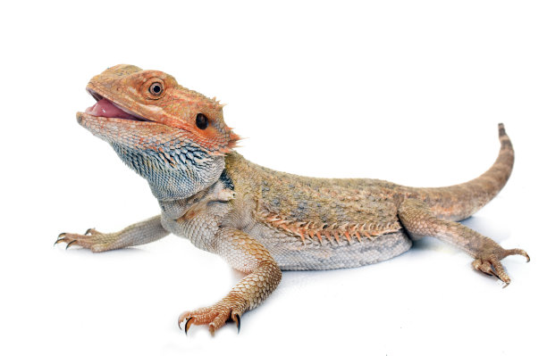 reptilia