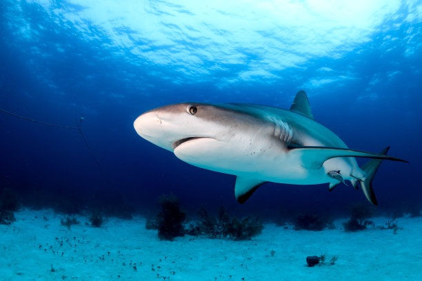 shark