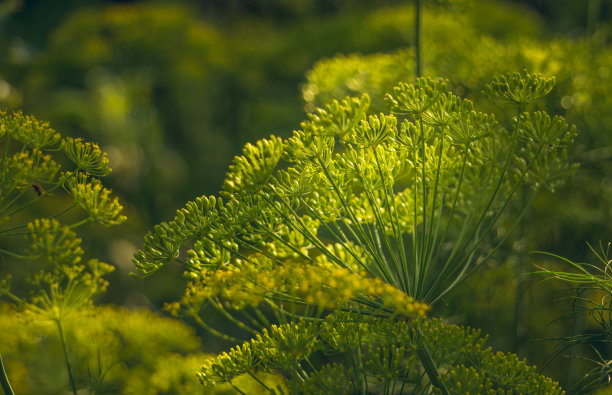 dill