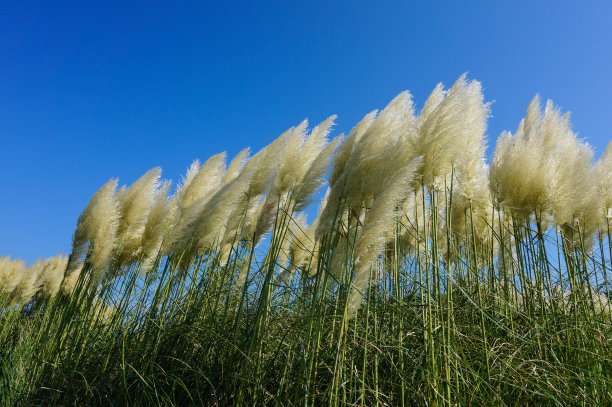 pampas
