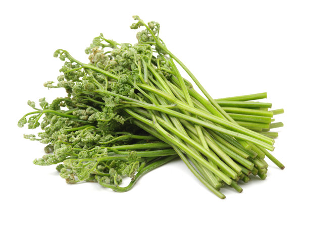 fiddlehead