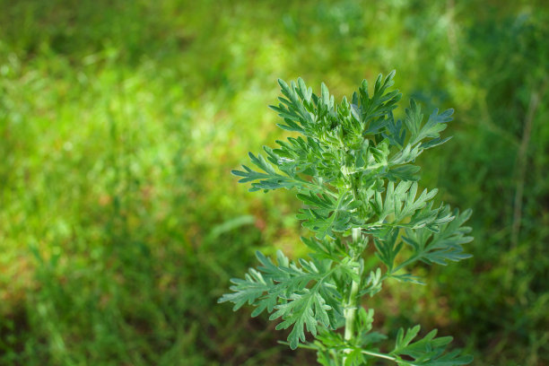 mugwort