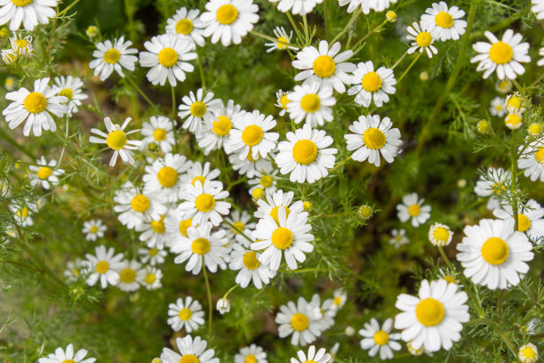 camomiles