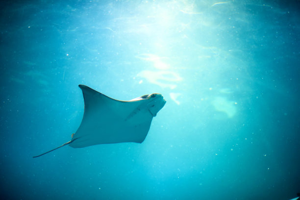 stingray