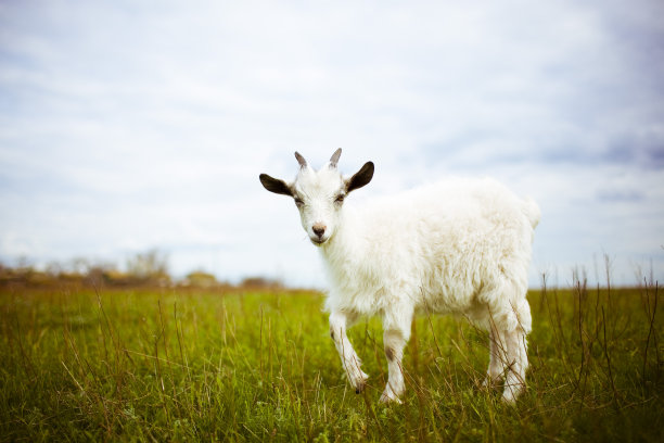 goat