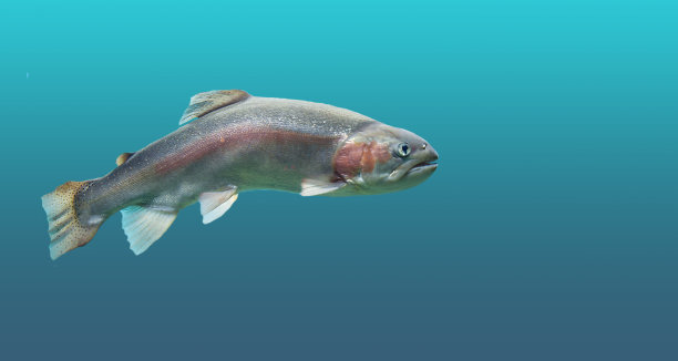 salmo