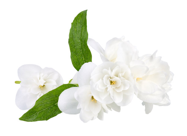 jasmine