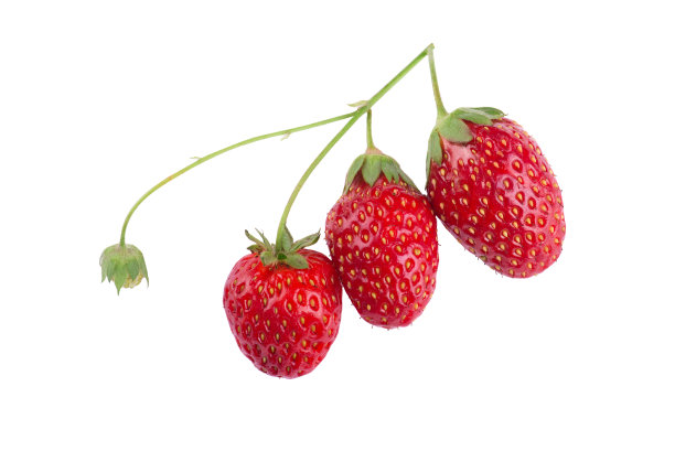 白草莓3