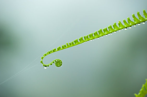 fiddlehead