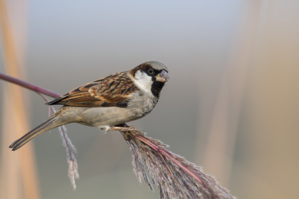 sparrow