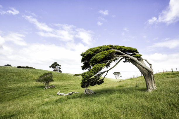 wind