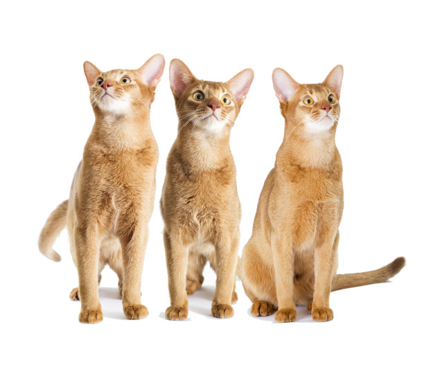 abyssinian猫