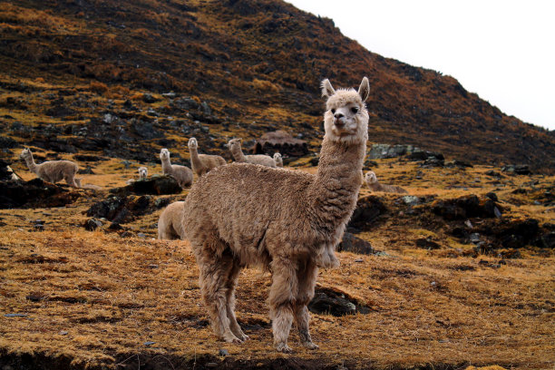 alpaca