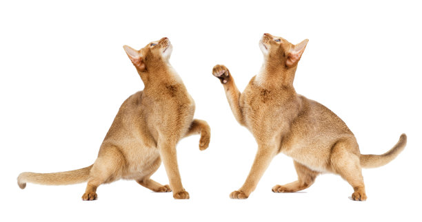 abyssinian猫