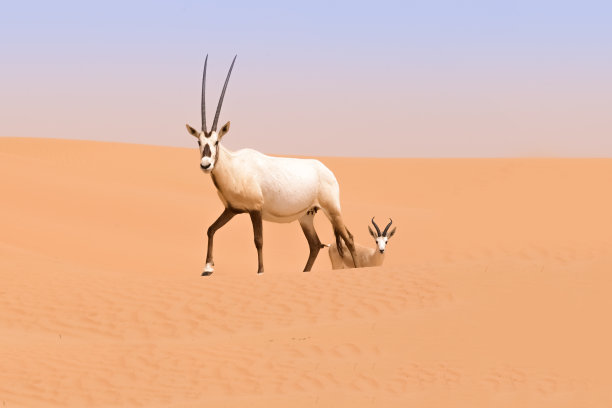 阿拉伯羚羊