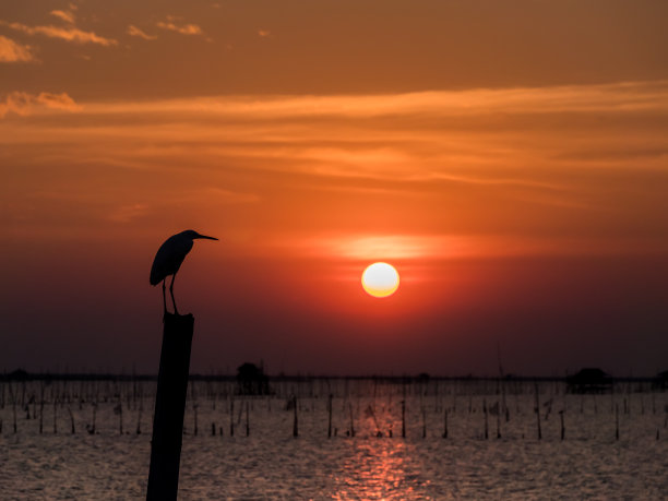 夕阳下的白鹭