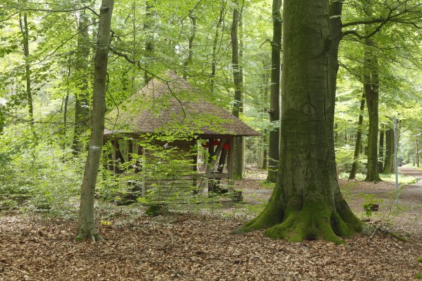树林茅屋